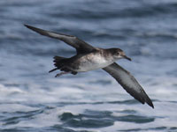 Puffin des Baléares