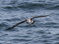 Puffin des Baléares