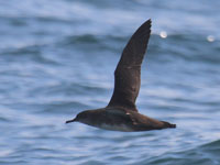 Puffin des Baléares