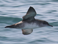 Puffin des Baléares