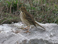 Pipit farlouse