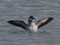 Guillemot à miroir