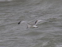 Mouette tridactyle