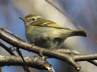 Pouillot à grands sourcils