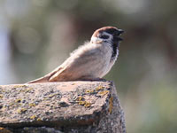 Moineau friquet