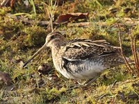Bécassine des marais