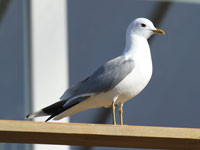 Goéland cendré