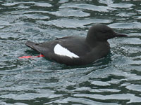 Guillemot à miroir