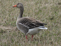 Oie cendrée