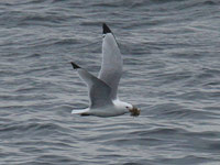 Mouette tridactyle