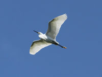 Aigrette garzette