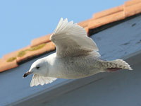 Goéland à ailes blanches