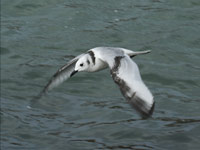 Mouette tridactyle