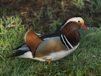 Canard mandarin