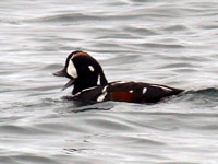 Arlequin plongeur