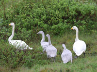 Cygne chanteur