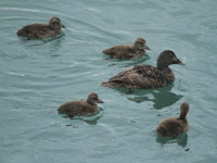 Eider à duvet