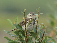 Pipit farlouse