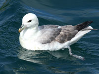 Fulmar boréal