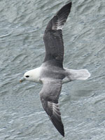 Fulmar boréal