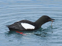 Guillemot à miroir