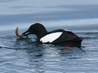 Guillemot à miroir