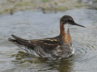 Phalarope à bec étroit