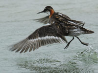 Phalarope à bec étroit