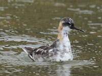 Phalarope à bec étroit