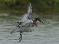 Phalarope à bec étroit