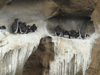 Guillemot de Troïl