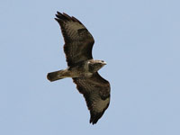 Buse variable