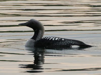 Plongeon arctique