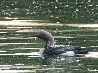 Plongeon arctique