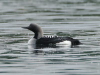 Plongeon arctique