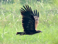 Aigle criard