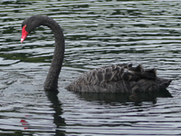 Cygne noir