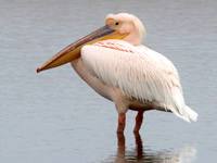 Pélican blanc