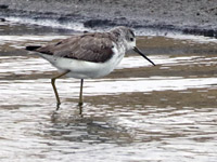 Chevalier stagnatile