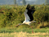 Cigogne blanche