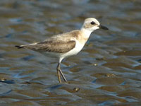 Gravelot de Leschenault