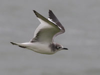 Mouette de Sabine