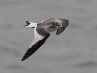 Mouette de Sabine