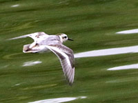 Phalarope à bec large