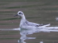 Phalarope à bec large