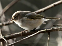 Pouillot de Sibérie *