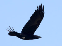Grang corbeau
