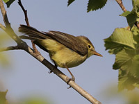 Hypolaïs polyglotte