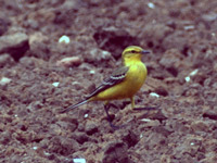 Bergeronnette flavéole *