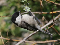 Mésange boréale